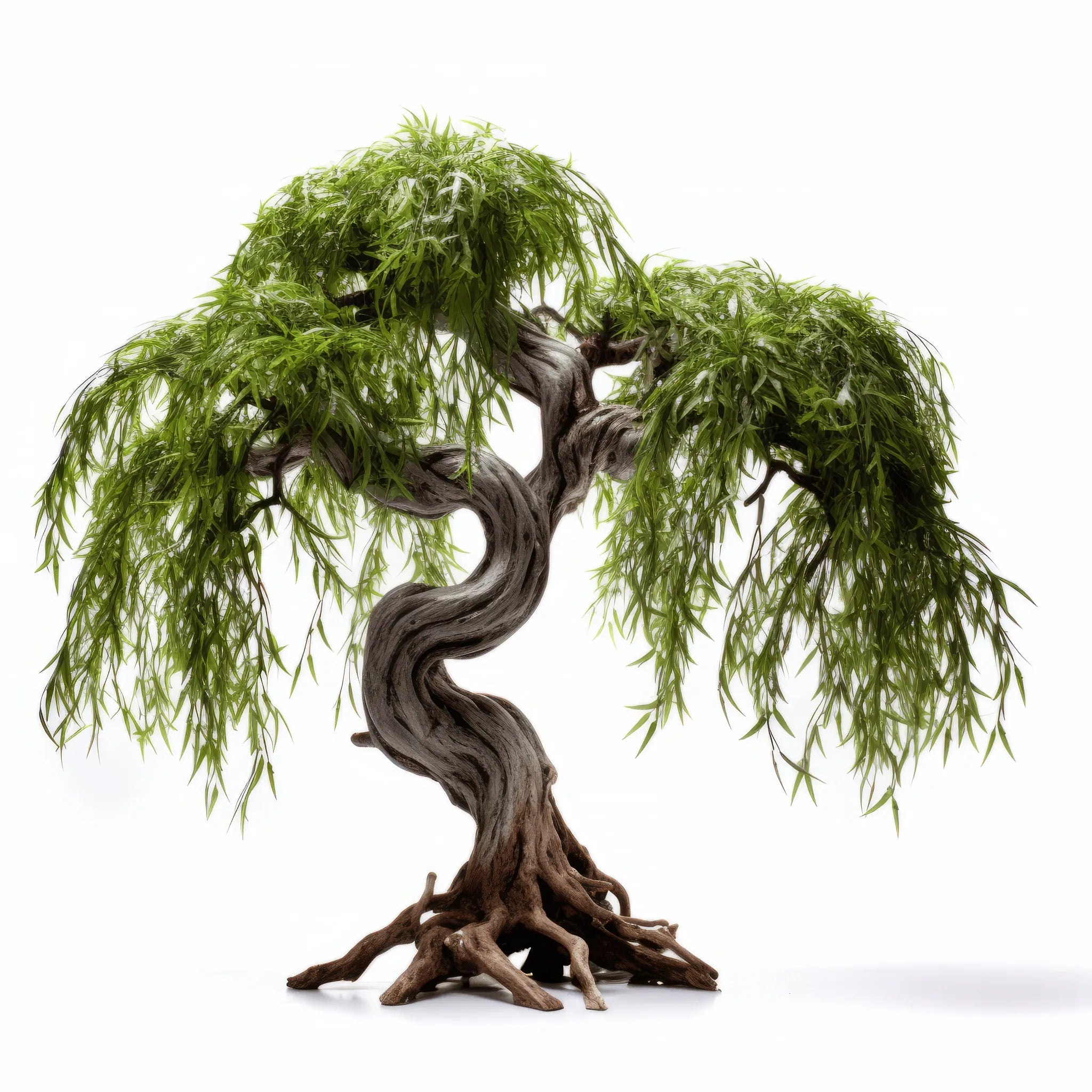 Azenor willow tree