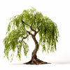 Aziza willow tree