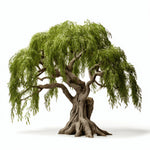 Azuki willow tree