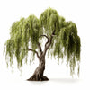 Azumi willow tree