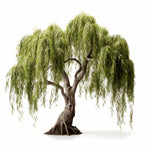 Azumi willow tree