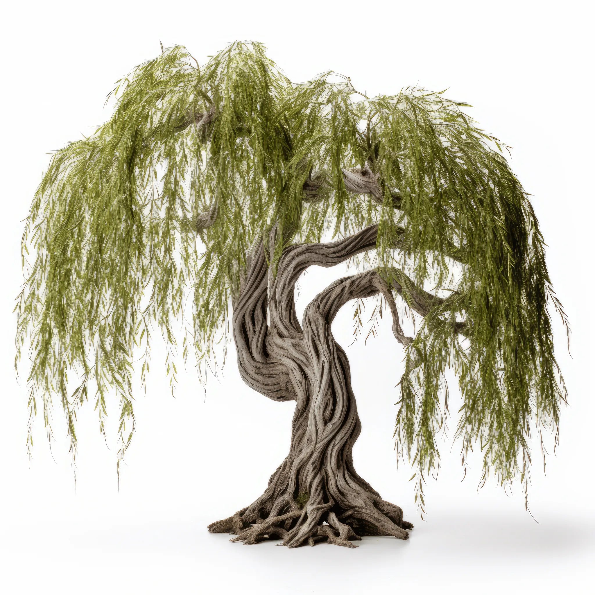 Azure willow tree