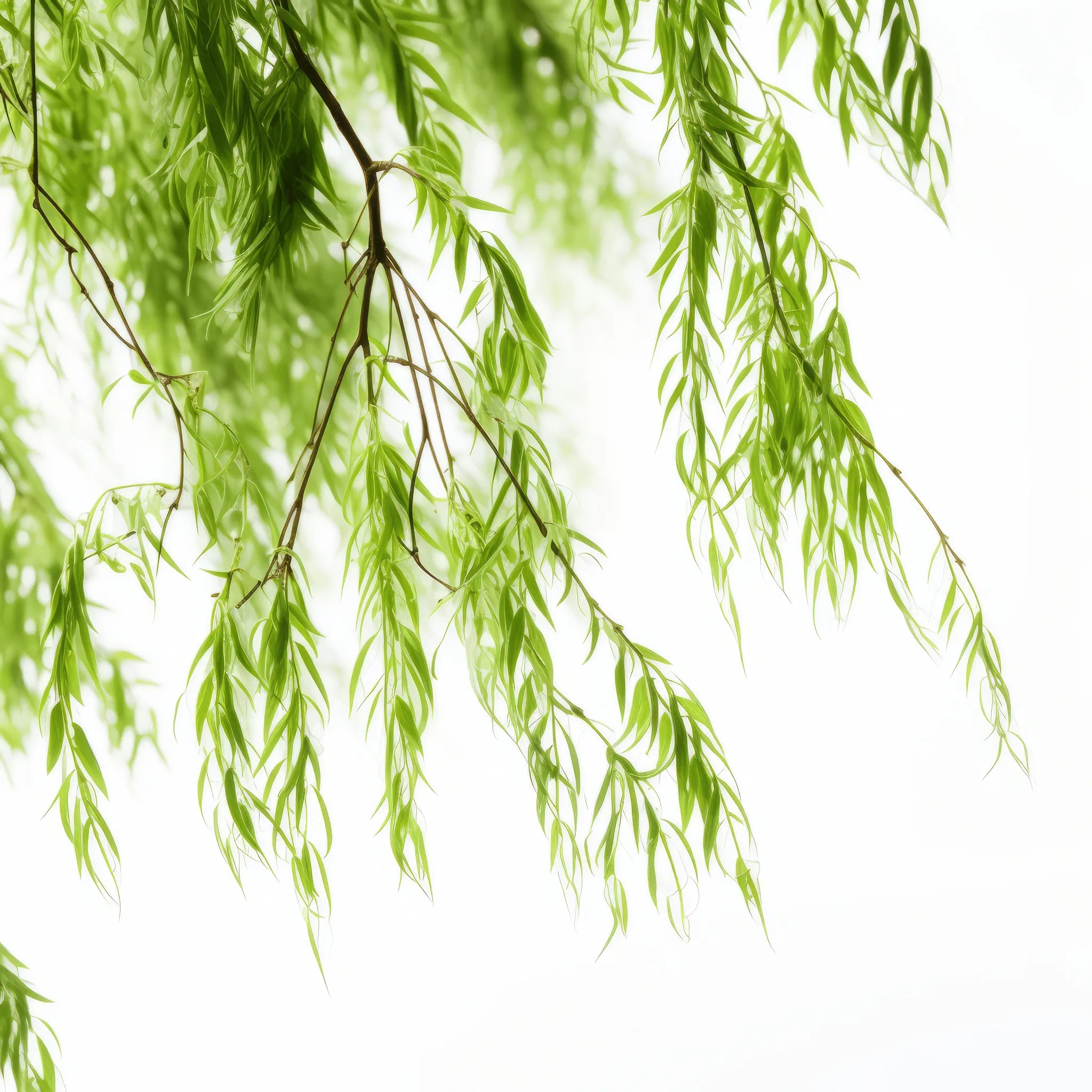 Azure willow tree