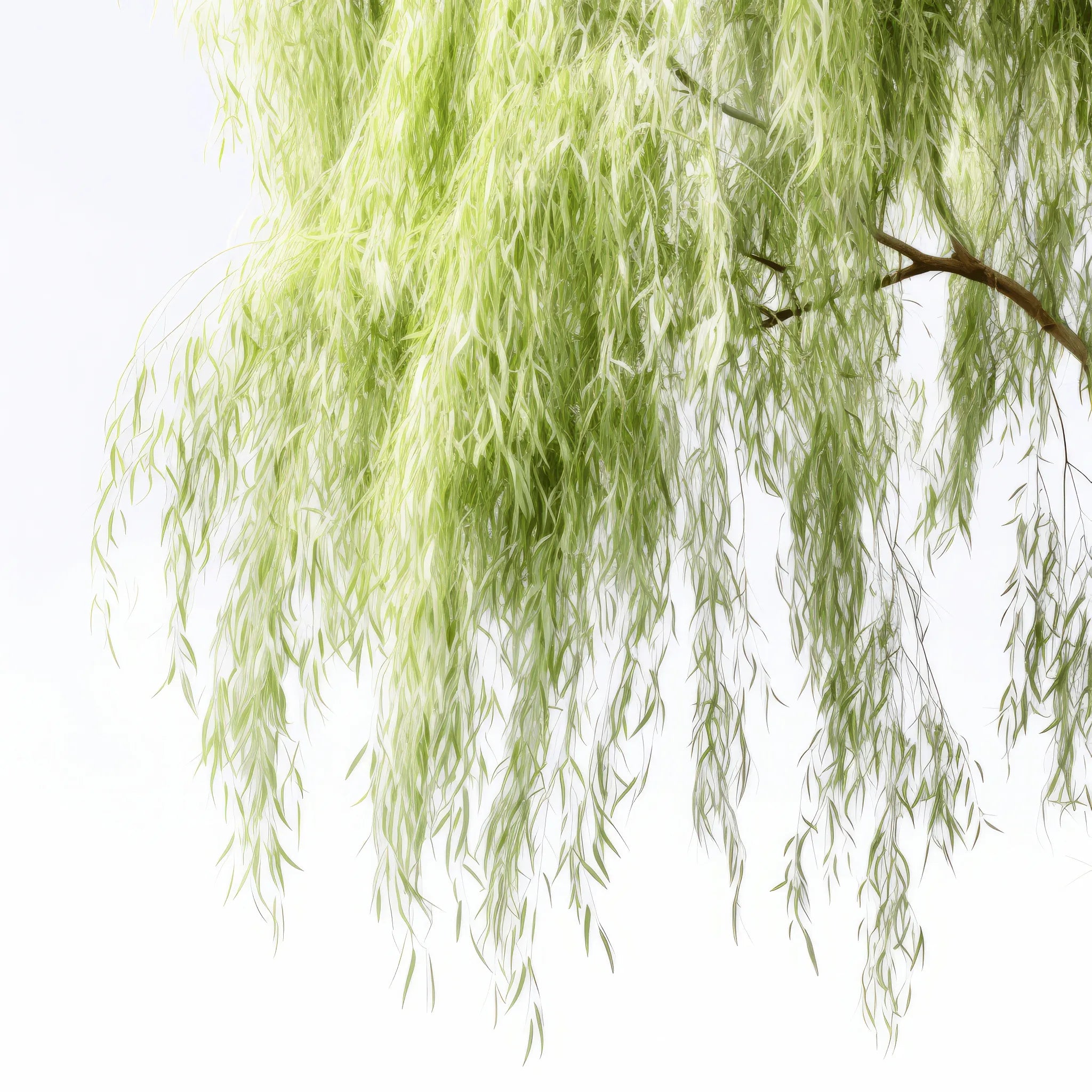 Ayanna willow tree