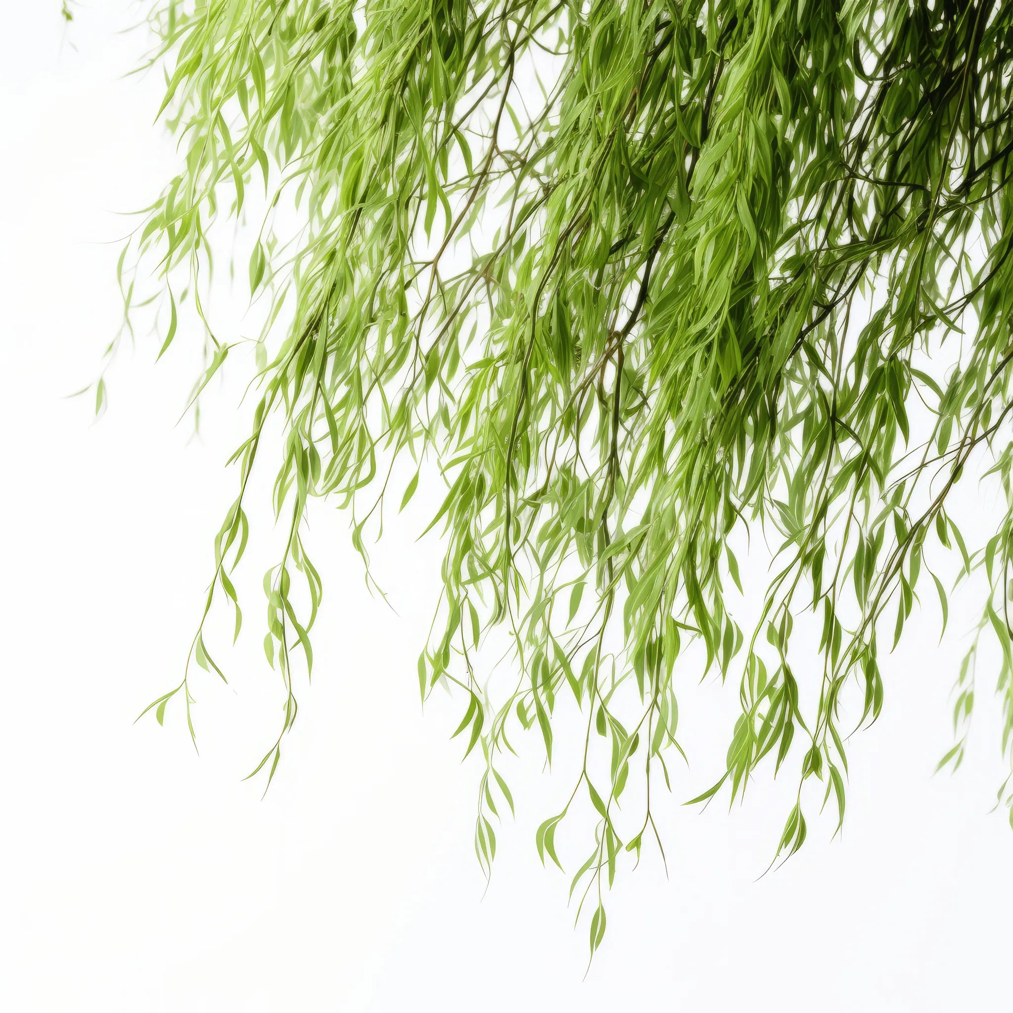 Ayanna willow tree